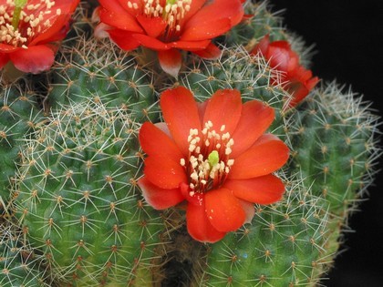 Aylostera-carminantha-01