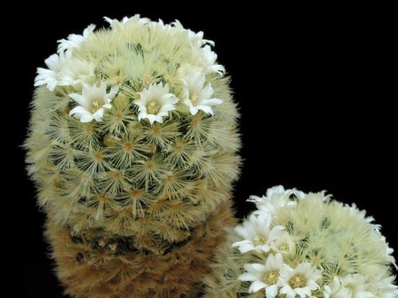 Mammillaria-carmenae