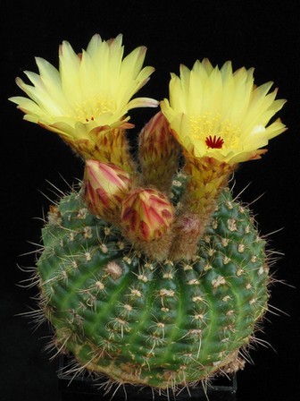 Notocactus-concinnus-01
